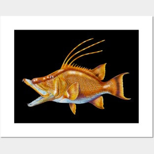 Hogfish Posters and Art